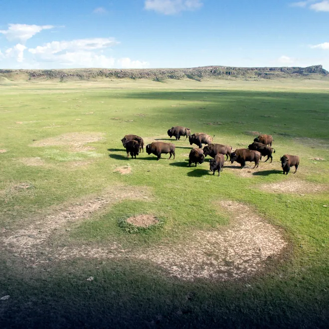 An aerial view of a herd of bison in a green plain with a blue sky