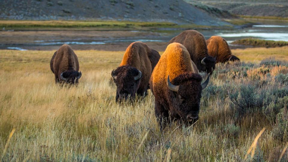 Bison in Yellowstone National Park