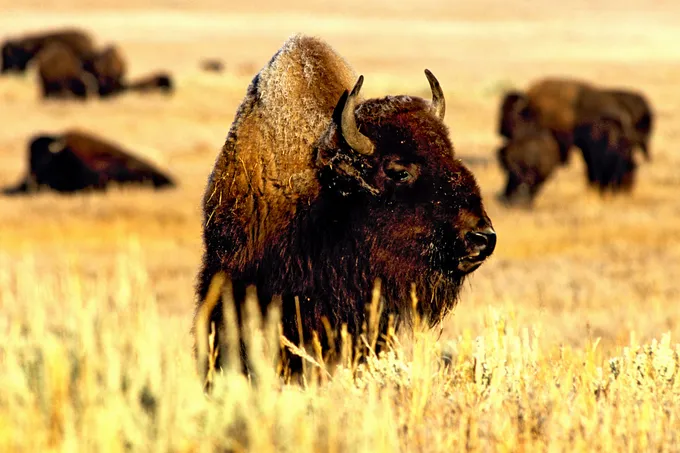 A bison in tall prairie grass looks to the left. There are other bison in the distance.