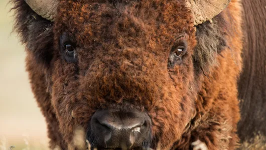 Bison in Badlands National Park