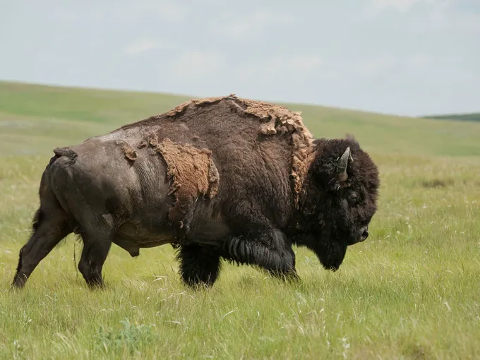 A bison stands on a grassy plain under a blue sky