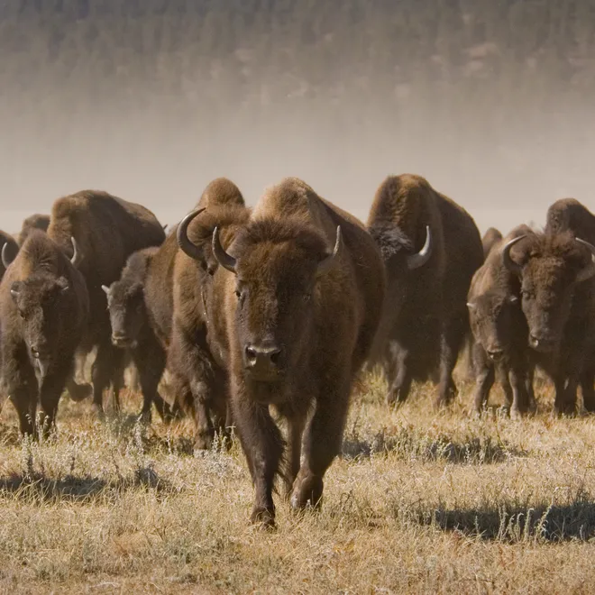 A herd of bison walking towards the camera.