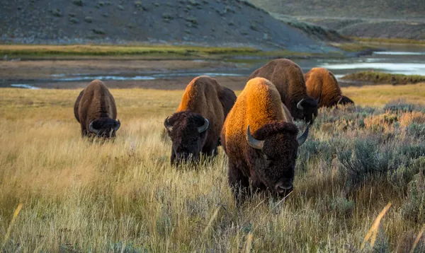 Bison in Yellowstone National Park