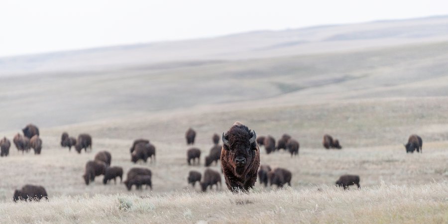 Bison facing front with herd behind