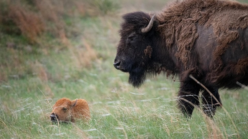 A photo showing a Bison herd and newborn calves in Wolakota Buffalo Range, Rosebud Sioux Reservation