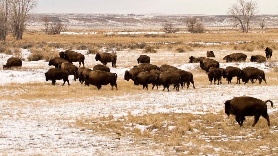Bison Group_Winter_2COLUMN