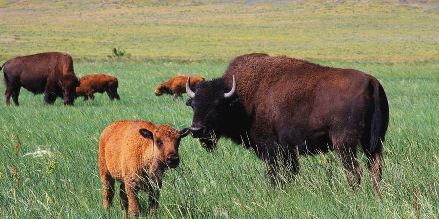 A bison and calf in a green meadow, with others in the background
