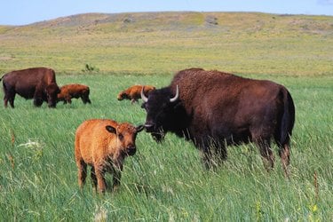 A bison and calf in a green meadow, with others in the background