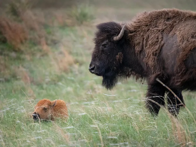 Bison herd and newborn calves, Wolakota Buffalo Range, Rosebud Sioux Reservation