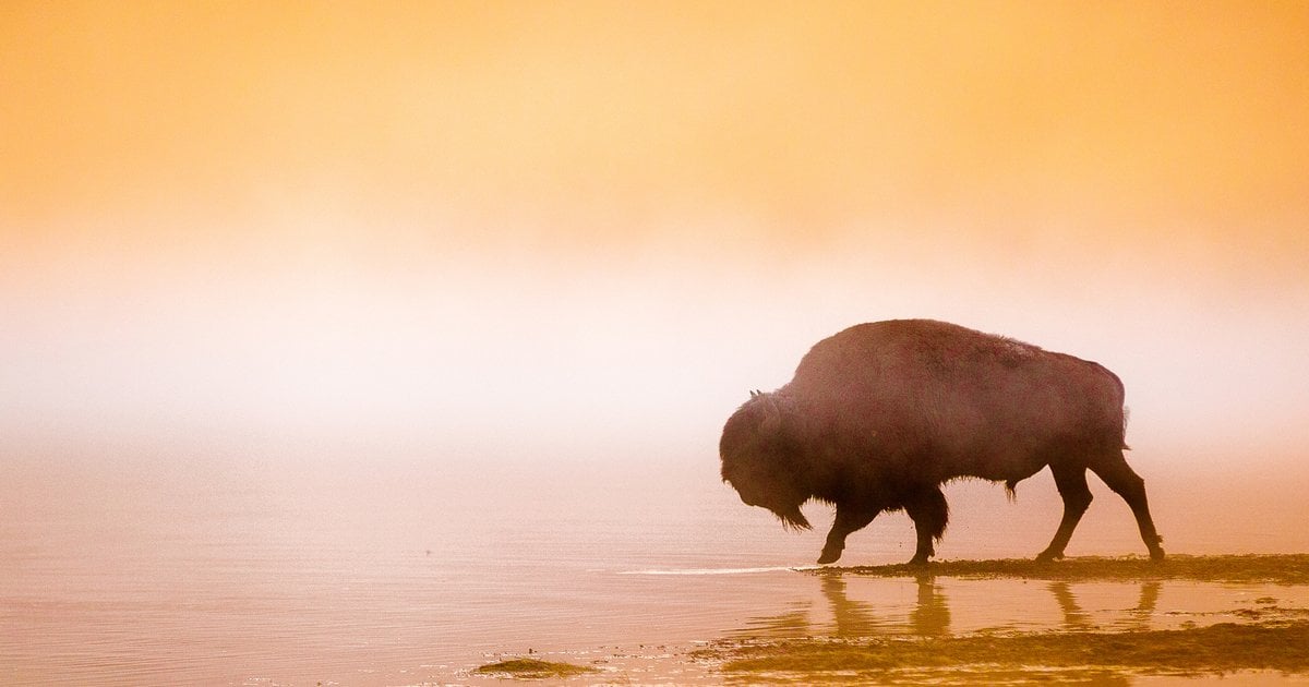 Men Bison Back Problem Bringing Bison Back | WWF