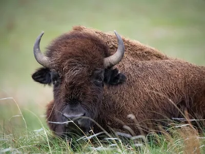 Closeup of a bison on the Wolakota Buffalo Range
