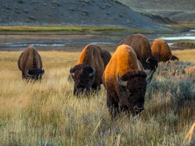 Bison in Yellowstone National Park