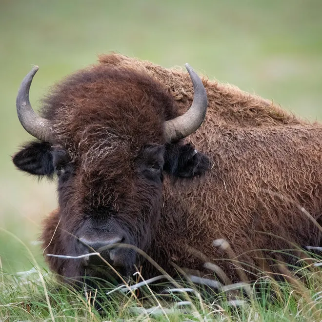 Closeup of a bison on the Wolakota Buffalo Range