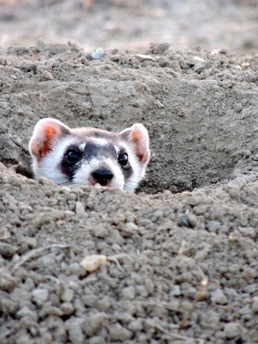 Ferret peeks its head out of the ground.
