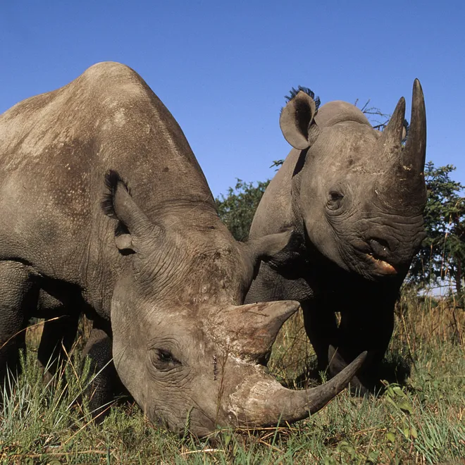 Two black rhinos in South Africa