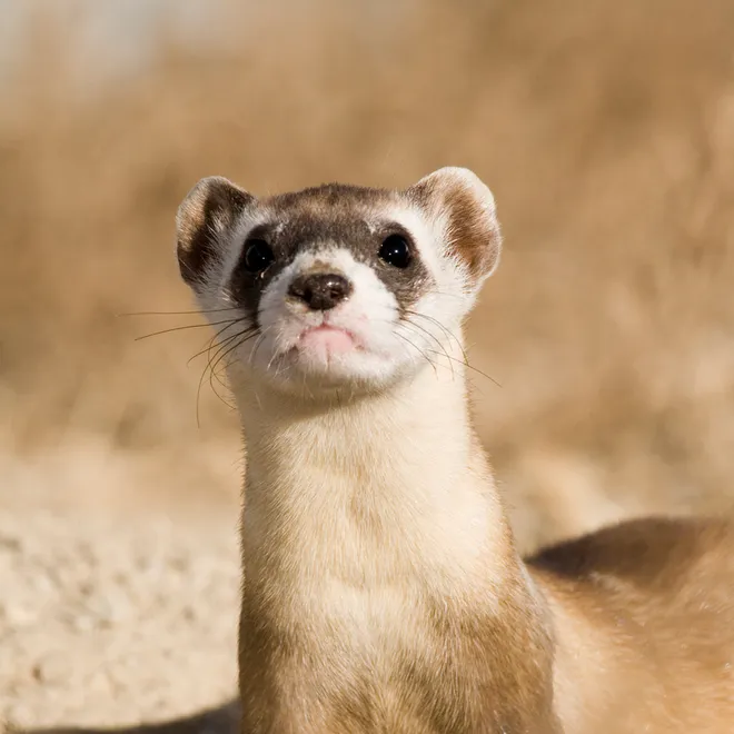 A black-footed ferret stands up out of a tunnel in the ground looking directly at the camera