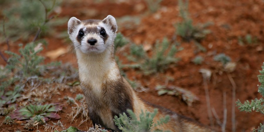 Black footed ferret looks at camera