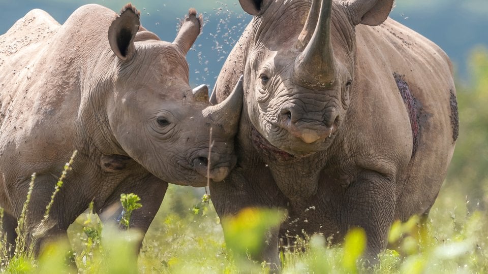 Two black rhinos nudging each other in a green field