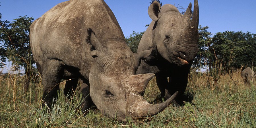 Two black rhinos in South Africa