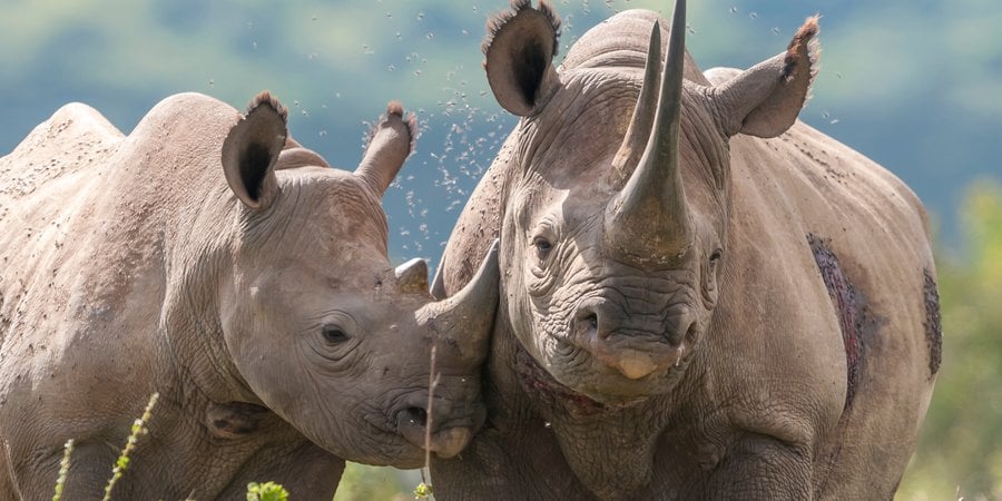 Rhino mother and calf in the sunlight surrounded by insects