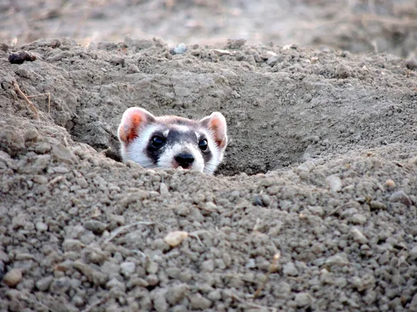 Ferret peeks its head out of the ground.