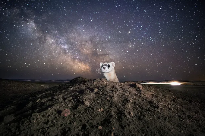A black-footed ferret pops its head out of a hole at night with a large starry sky in the background