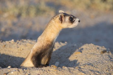 A black-footed ferret emerges from a hole in the ground.