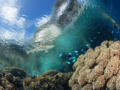 A blacktip reef shark swims above coral on a bright day