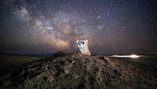 A black-footed ferret pops its head out of a hole at night with a large starry sky in the background