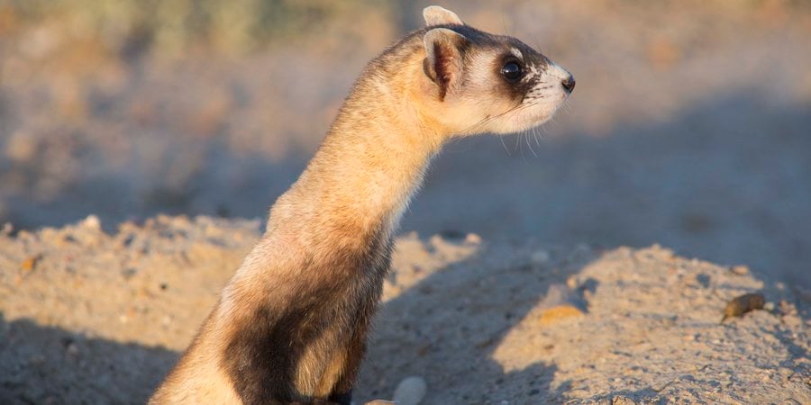 black footed ferret in the daytime