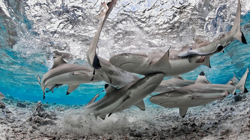 A group of black tip reef sharks circle together in a shallow lagooon