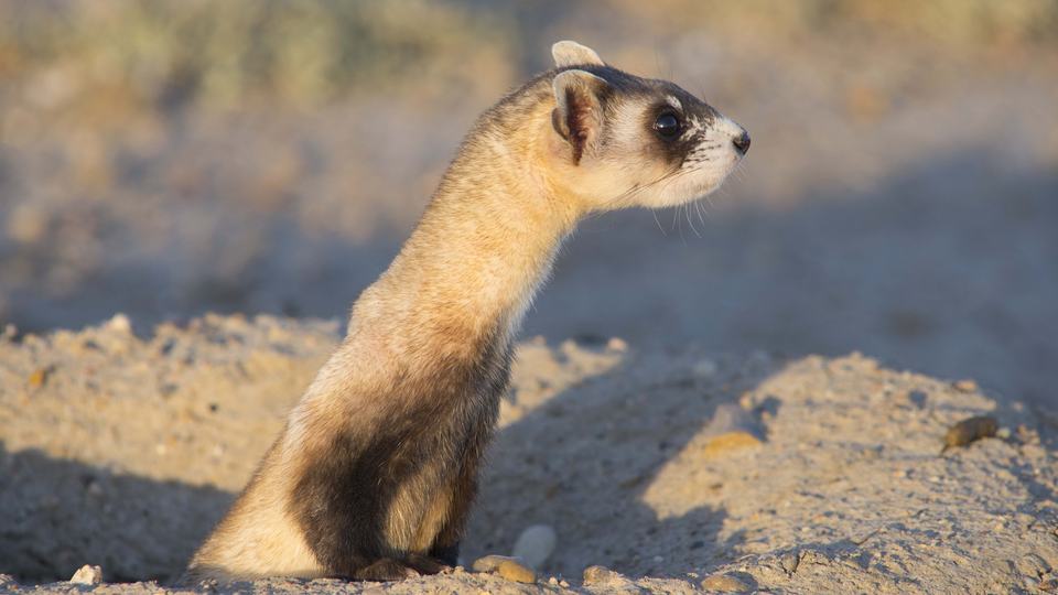 black footed ferret in the daytime