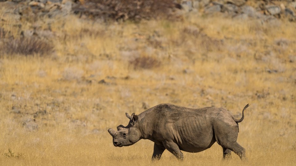 A rhino walks through brown grassland