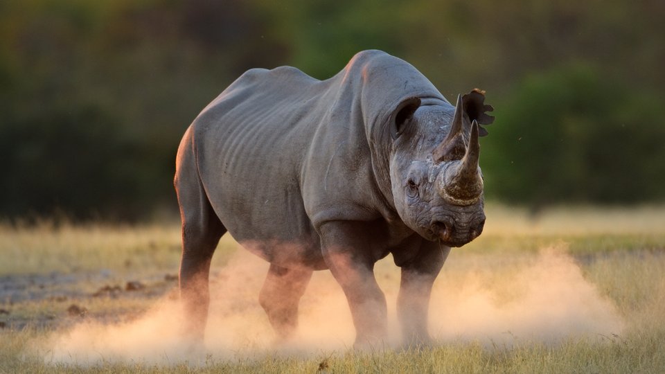 Black rhinoceros kicking up dust at sunset, Etosha National Park, Namibia