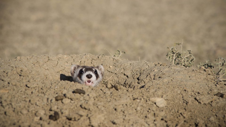 black footed ferret pops head up