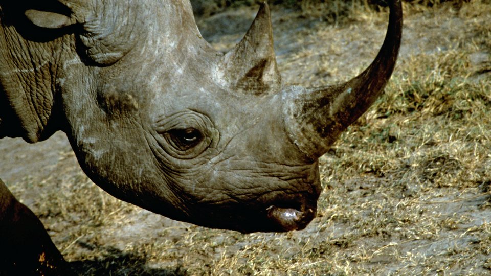 A portrait of a large adult black rhino looking at the camera surrounded by greenery in the landscape