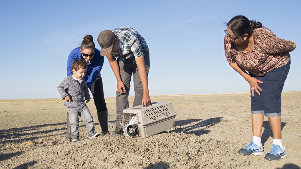 Four people gathered around a small cage releasing an animal.