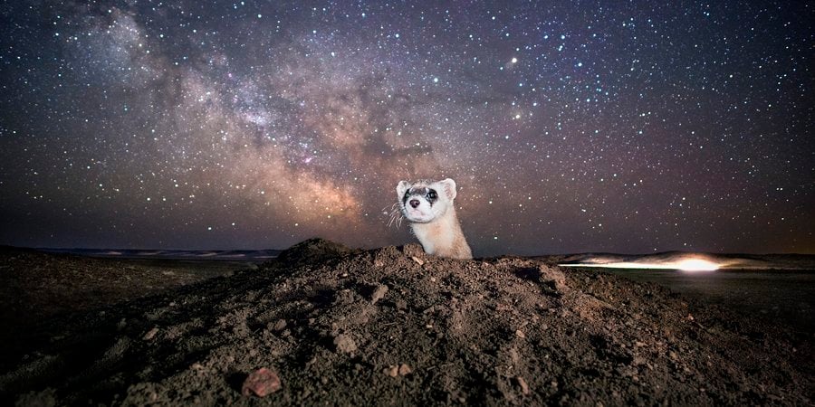 A black-footed ferret pops its head out of a hole at night with a large starry sky in the background