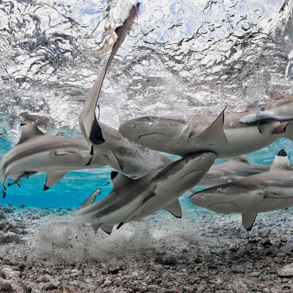 A group of black tip reef sharks circle together in a shallow lagooon