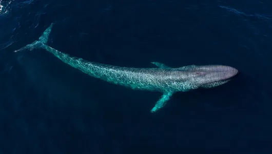 Blue whale swimming just under the surface of the ocean