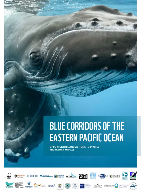 Report cover with photo of whale