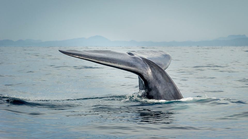 A blue whale prepares to dive.