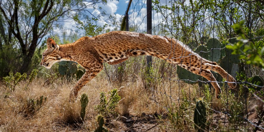 Bobcat jumping through fence