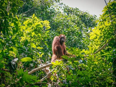 A large adult Bornean orangutan stands on a tree branch in front of a forest background and looks at the camera