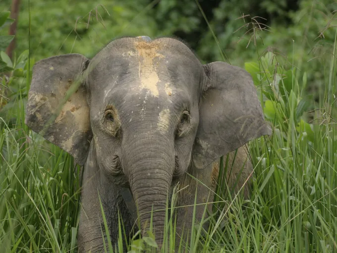 A Bornean elephant stands in tall grass