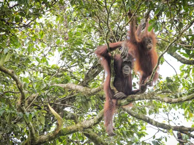 An adult and baby orangutan sit in the tree tops