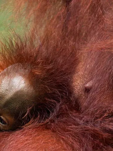 An adult orangutan with thick orange fur and a baby orangutan on its side.