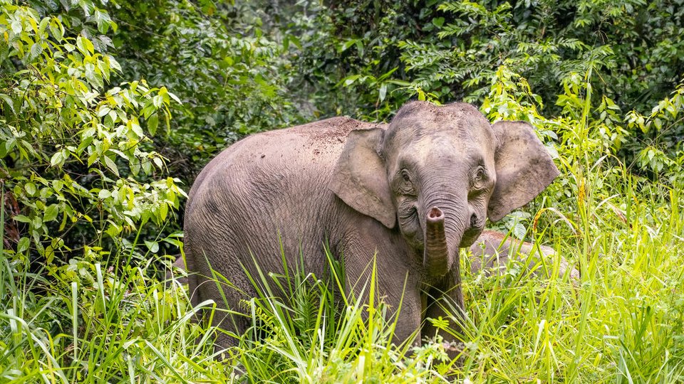 An elephant looks at the camera raising its trunk amid forest
