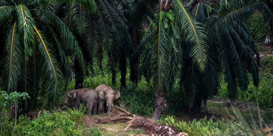 Two elephants emerge from a palm oil plantation