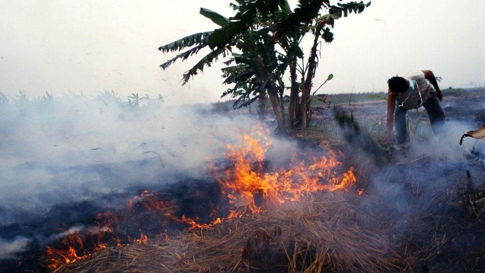 Bornean Orangutans are threatened by forest fires
